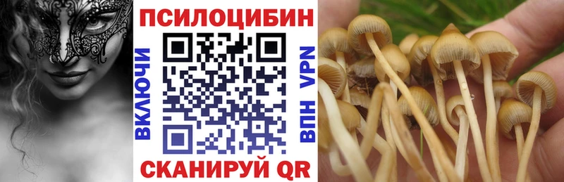 дарнет шоп  Энгельс  Псилоцибиновые грибы Cubensis 